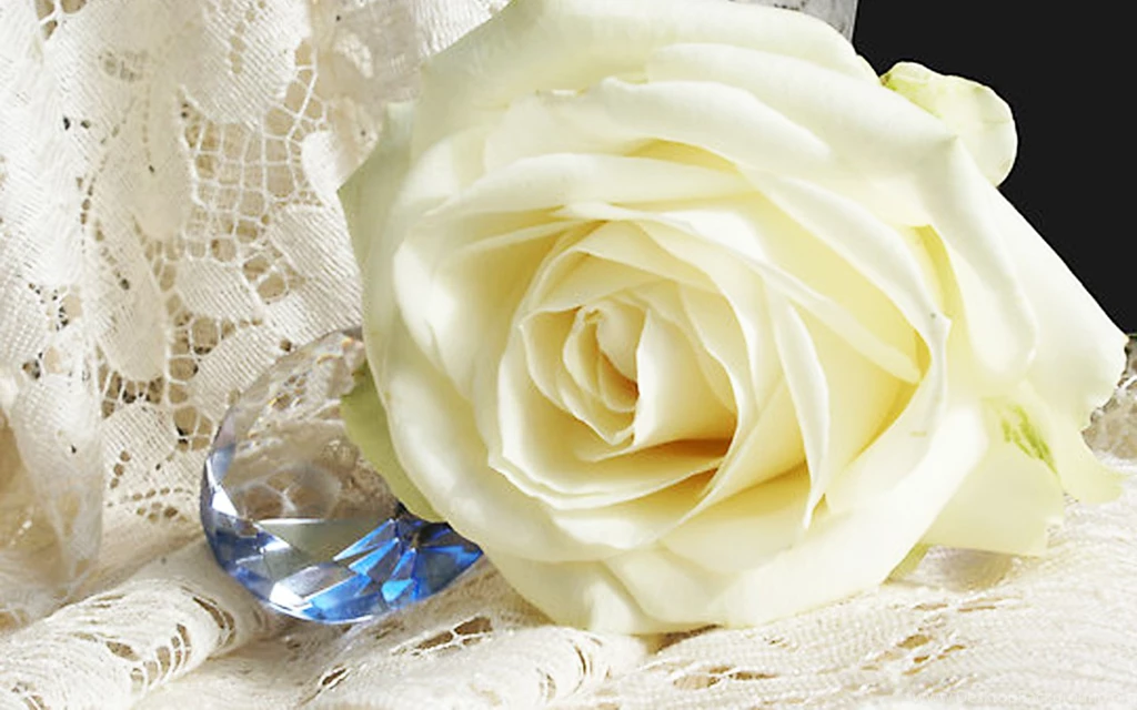 White Roses Wallpapers Free Download Hd