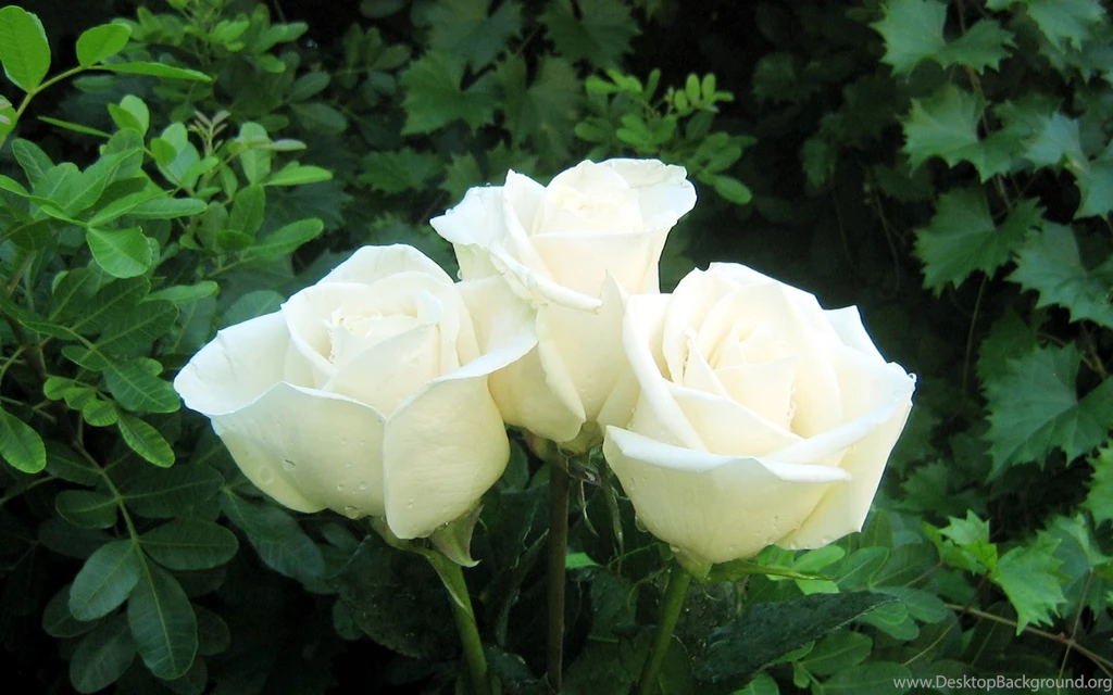 Flowers HDWPlan