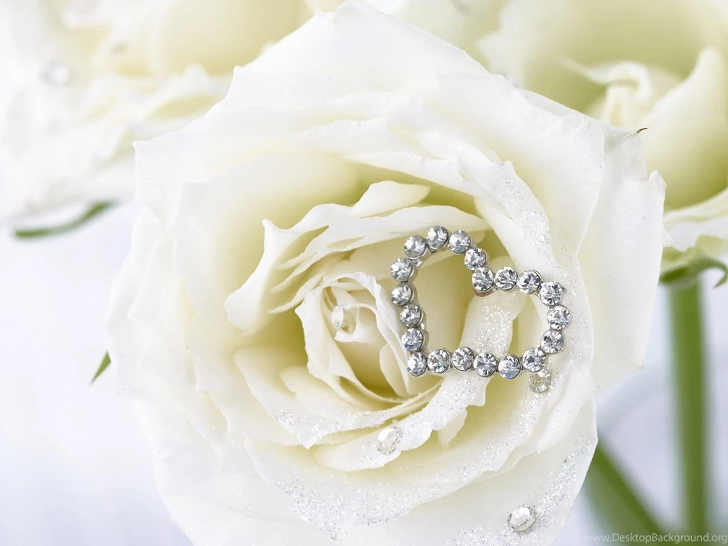 White Rose Images