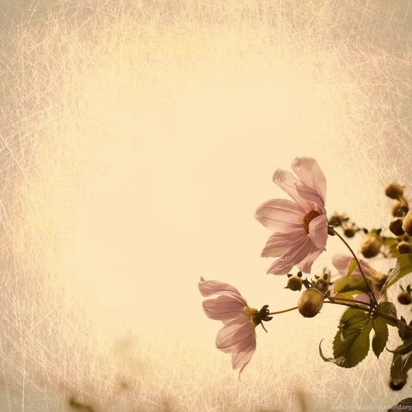 Two Pink Daisyes On Cream Textured Backgrounds (vintage Flower ...