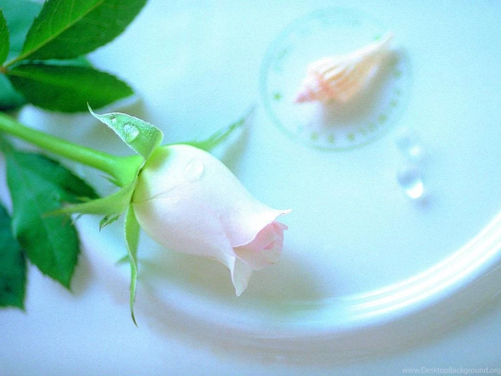 Best White Rose Flowers Wallpapers Entertainment Only