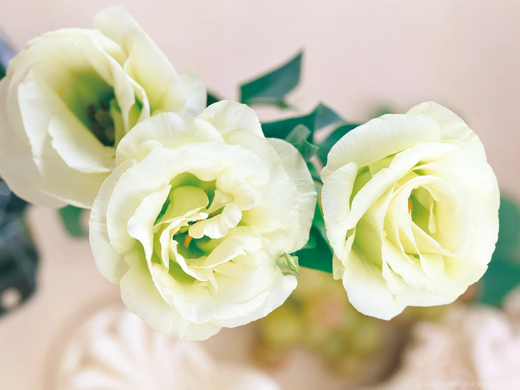 Roses Flowers HD Wallpapers, Pictures