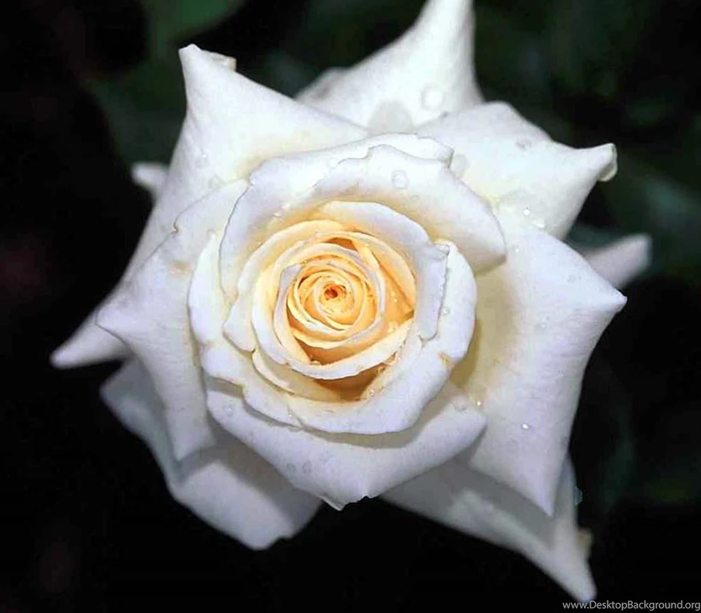 White Rose Wallpapers Wallpapers Cave