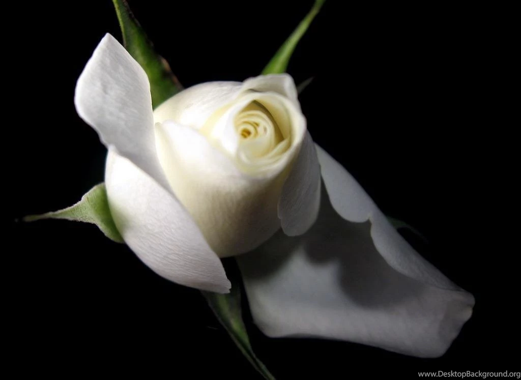 White Rose HD Photos Flowers Wallpapers Collections Free Download ...