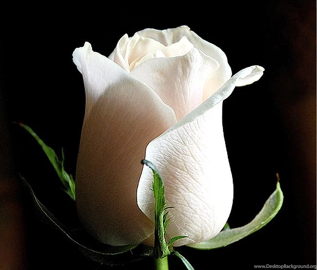 White Rose Flower Wallpapers
