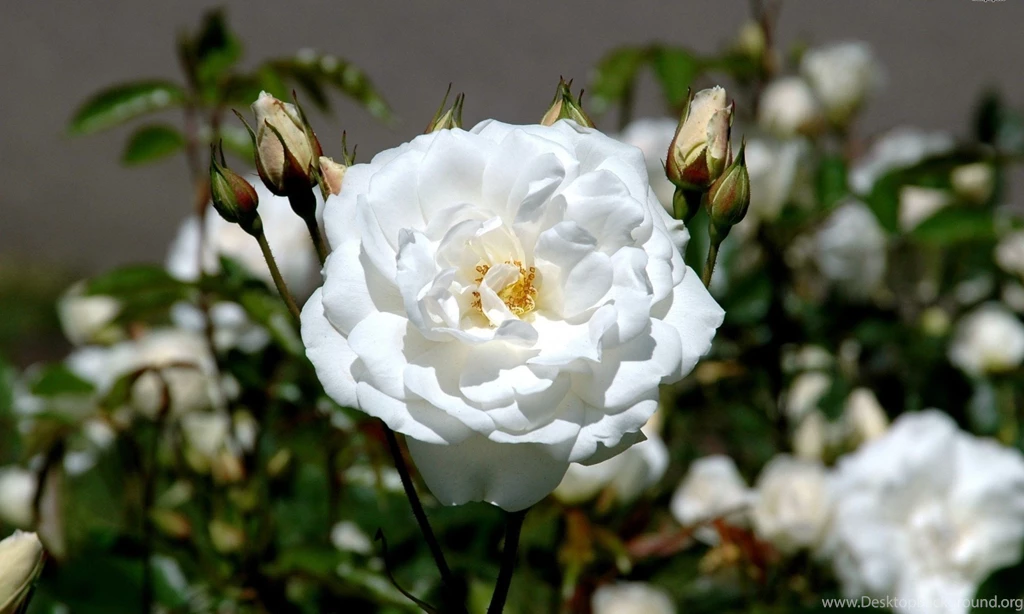 White Rose Flower Wallpapers