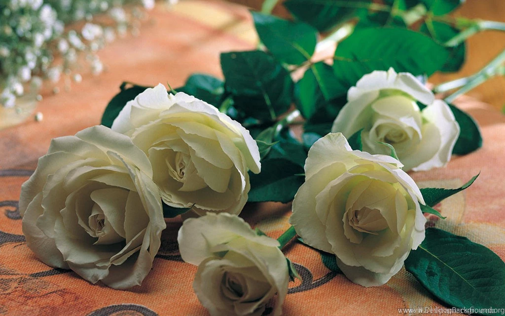 White Rose - Flower Wallpapers Free Download Wallpapers,windows ...