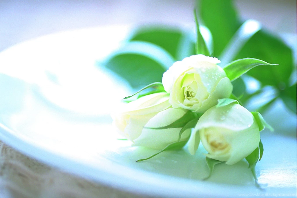 Roses : Commentsstack.com