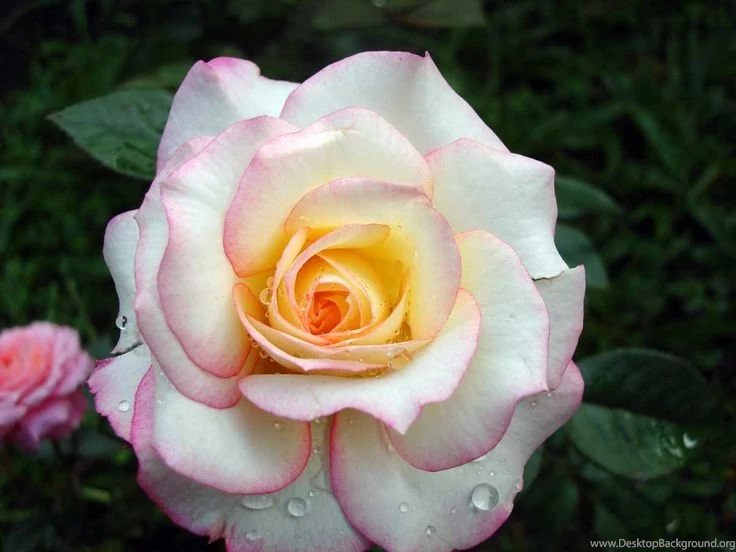 The Most Beautiful Pink Rose