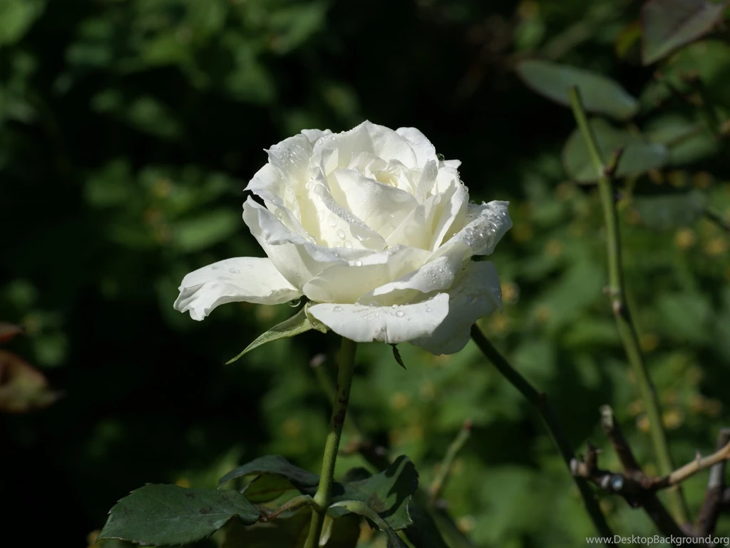 White Rose Flower Wallpapers 10510 1600x1200 UMad.com