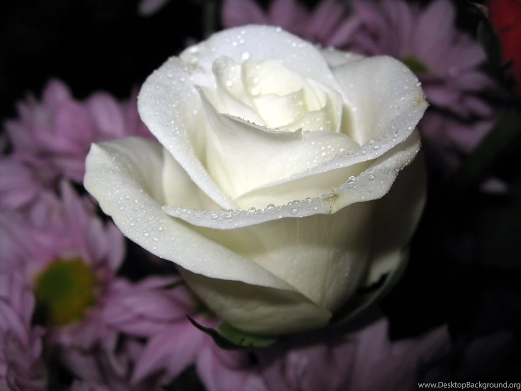 White Flowers Desktop Wallpapers ~ Toptenpack.com