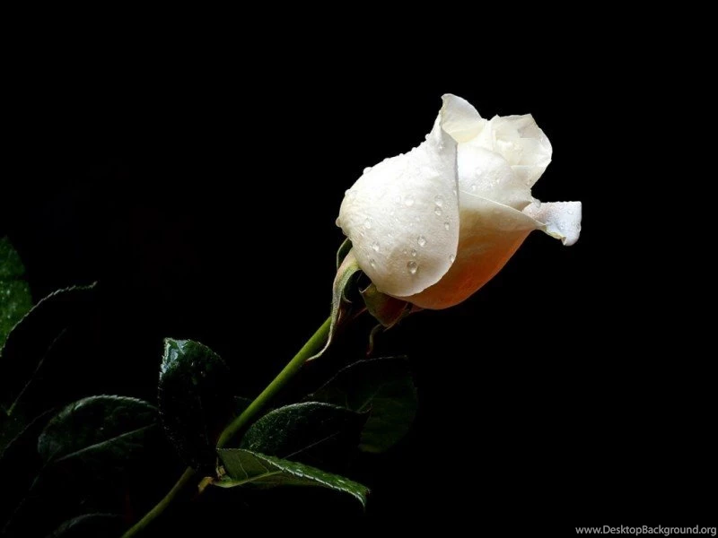Flowers Wallpapers