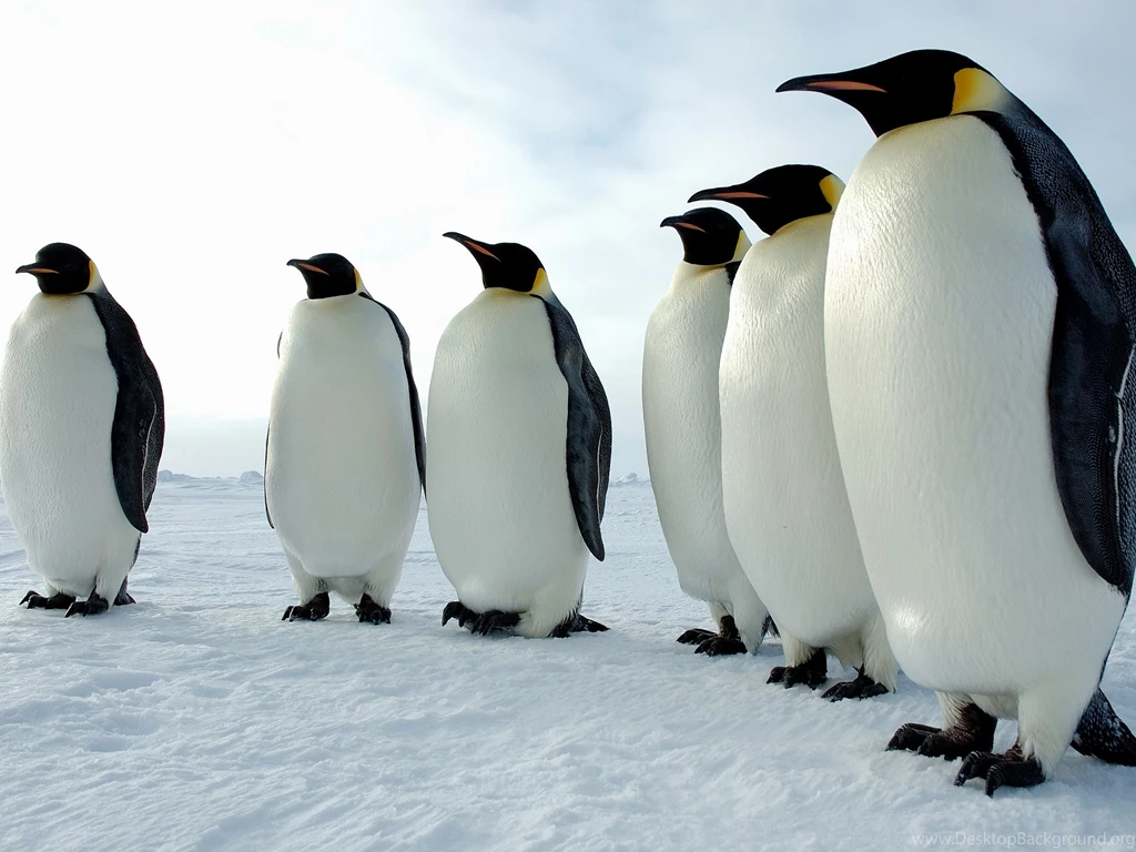 Download Animals Penguins Wallpapers 2560x1920