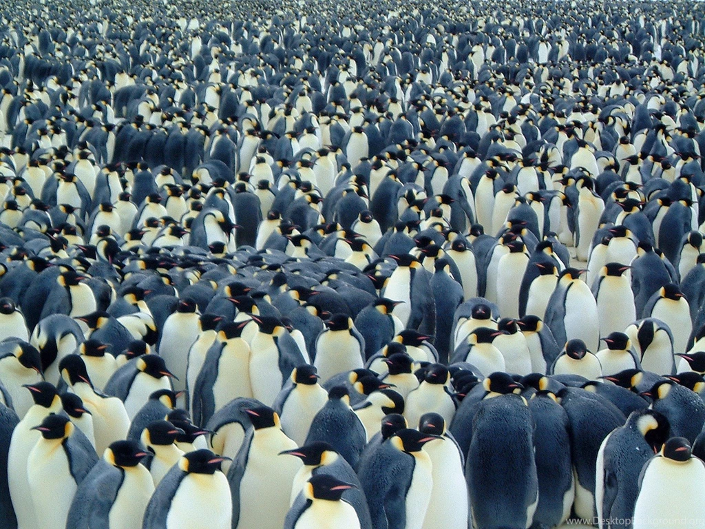 Alot Of Penguins HD Wallpapers