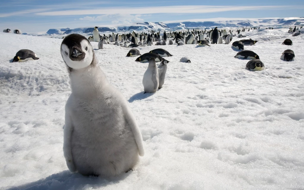 Snow Birds Animals Penguins Wallpapers