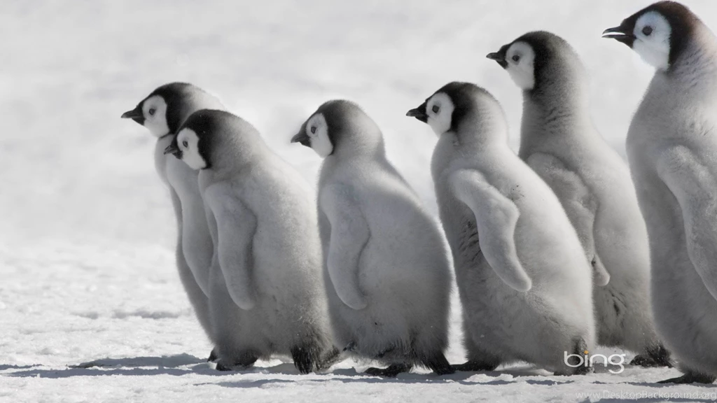 Download 1920x1080 Bing Penguins Wallpapers
