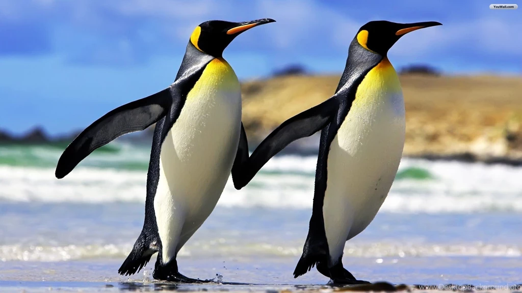 Pictures Of Penguins