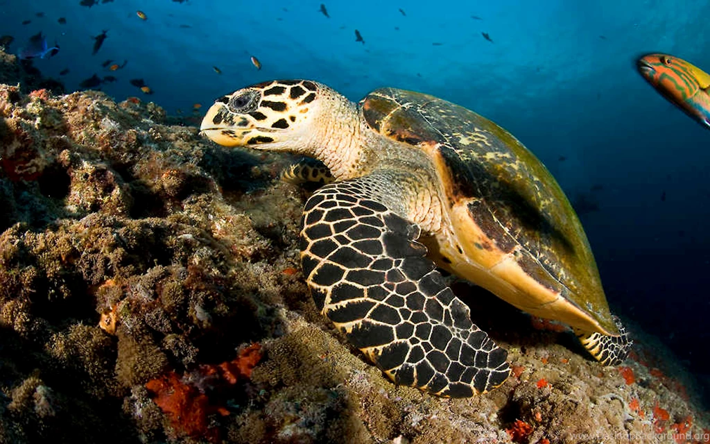 Sea Turtle Maldives Desktop Wallpapers Free Download : Wallpapers13.com