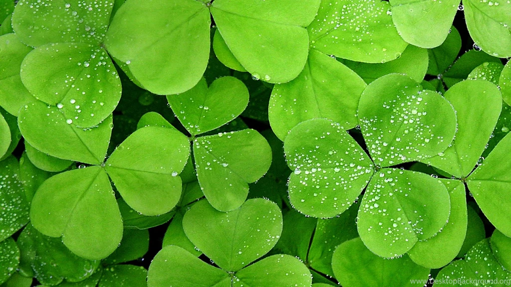 Rain On Leaves Wallpapers HD