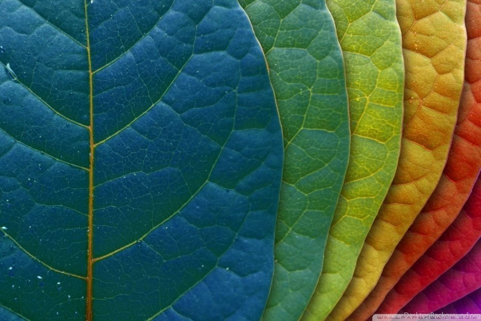 Colorful Leaves HD Desktop Wallpapers : High Definition ...