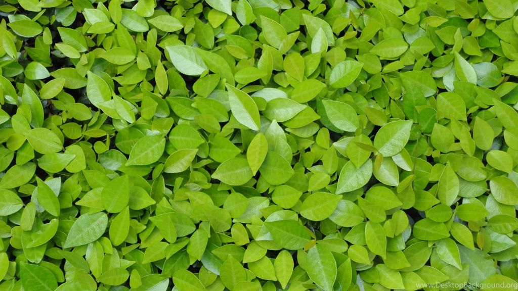 Green Leaves Wallpapers
