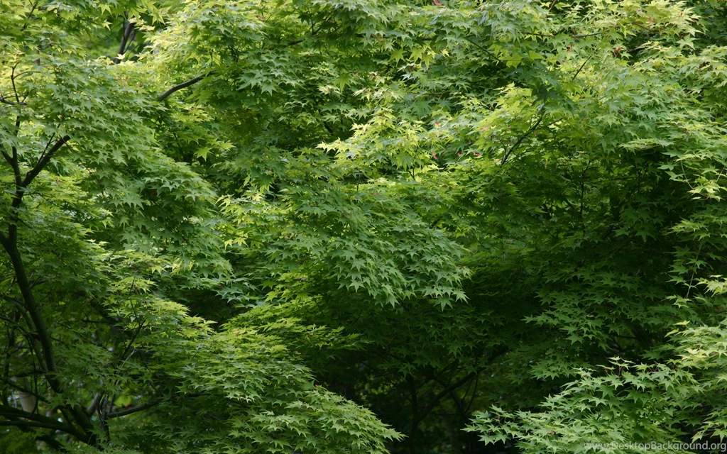 High Res Free Leaves Wallpapers