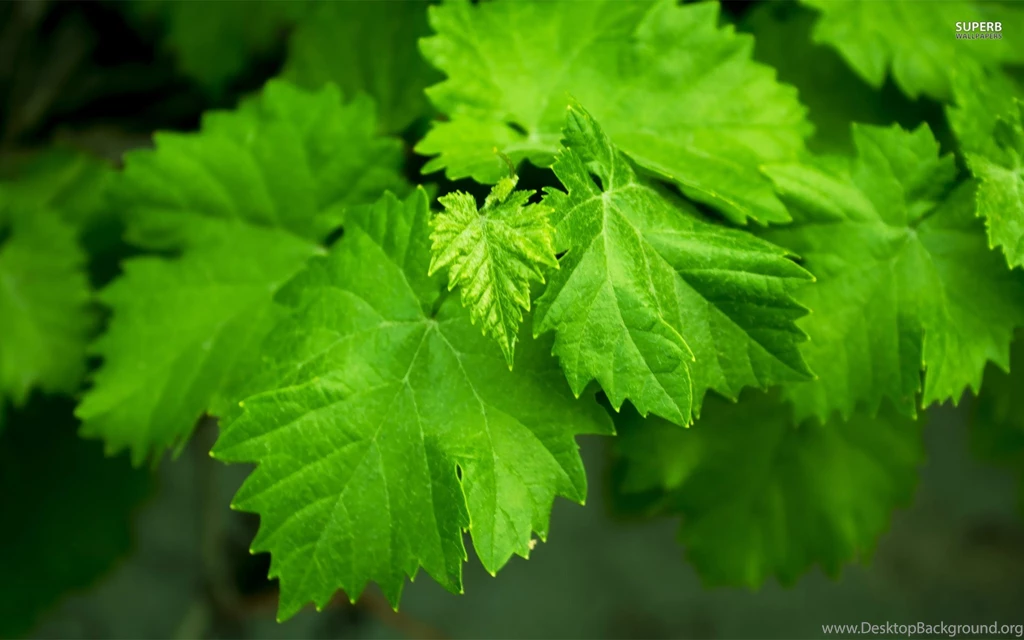 Green Leaves Wallpapers