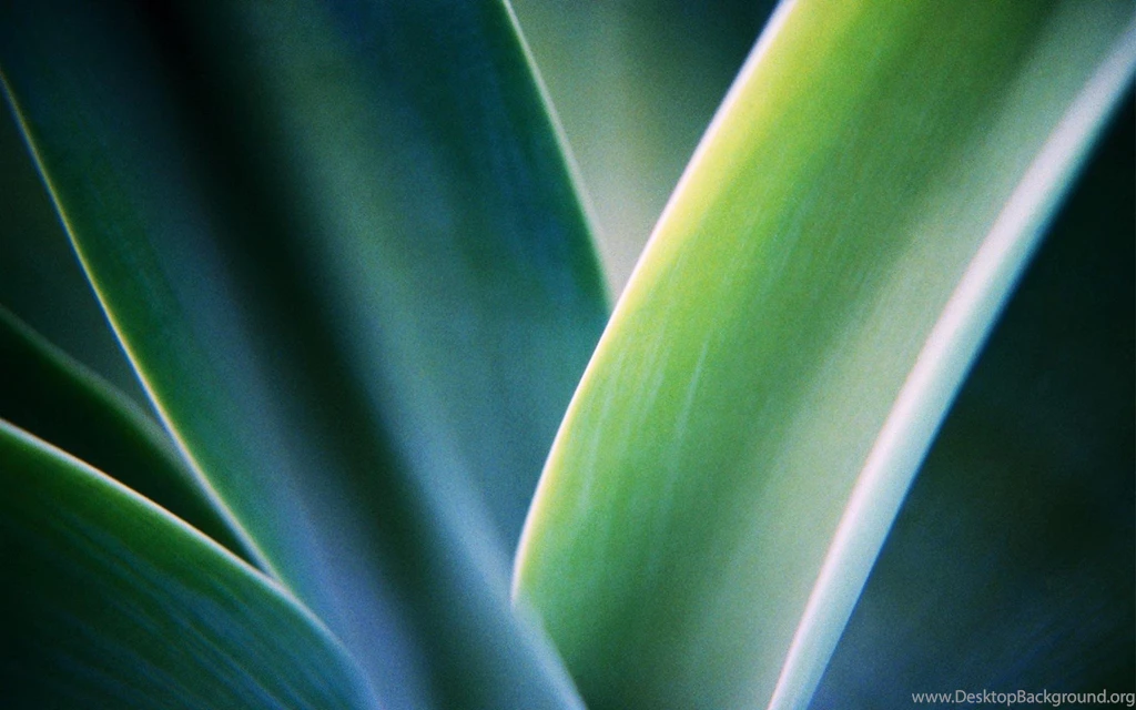 Wallpaper, Green, Leaves, Windows, Desktop (