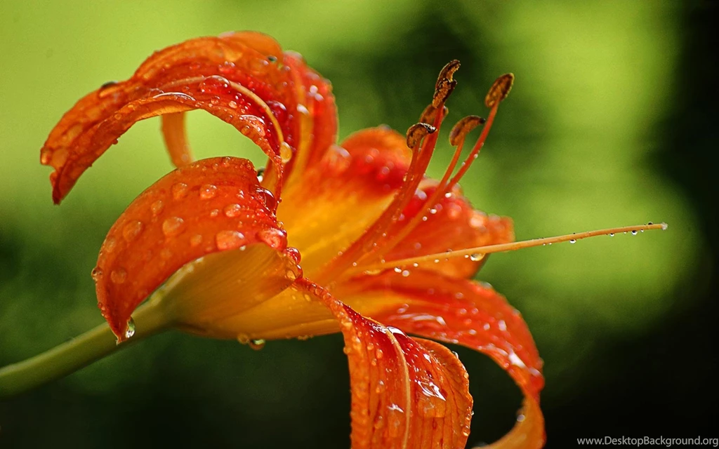 Orange Tiger Lily (