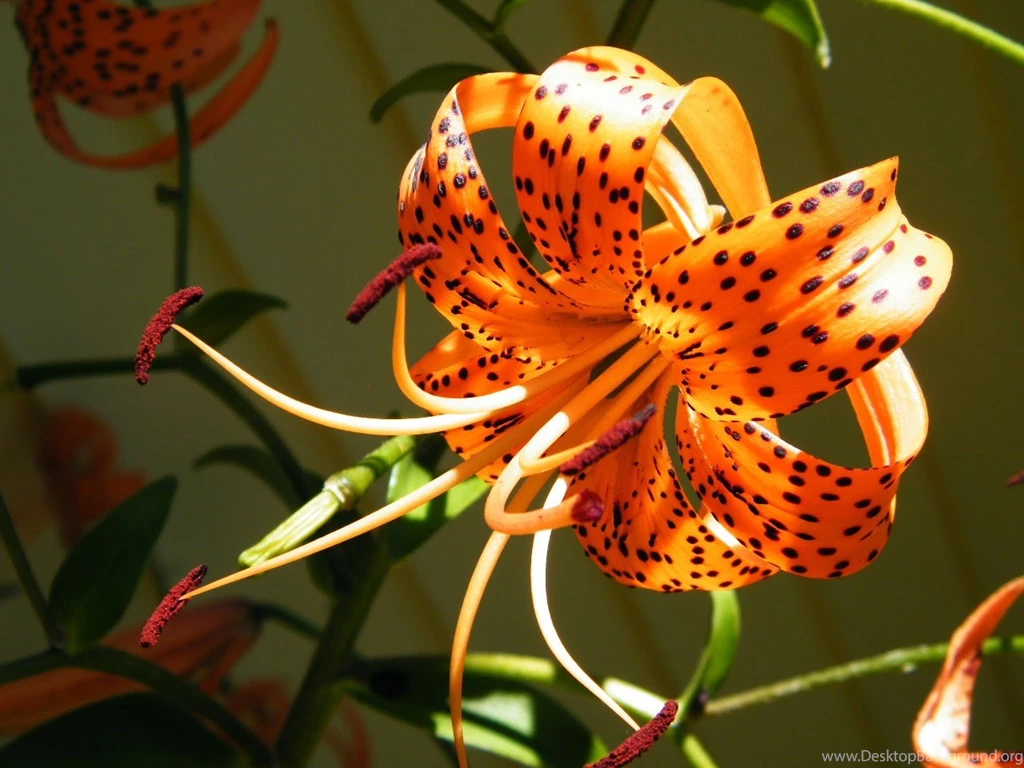 Tiger Lily Flower HD Wallpapers