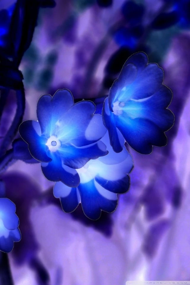 Glowing Flowers Inspired By Avatar HD Desktop Wallpapers ...