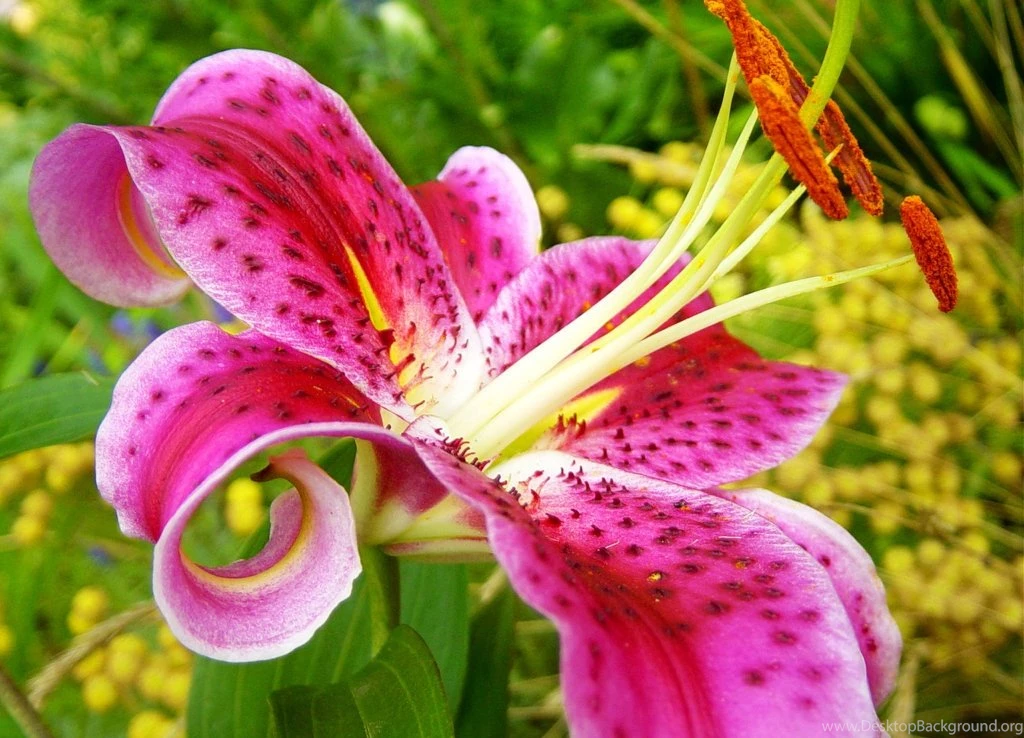 Tiger Lily Desktop Wallpapers HD Wallpaper Backgrounds Of Your ...
