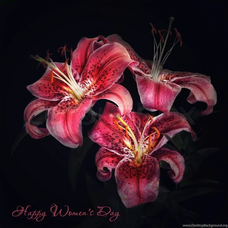 Tiger Lily