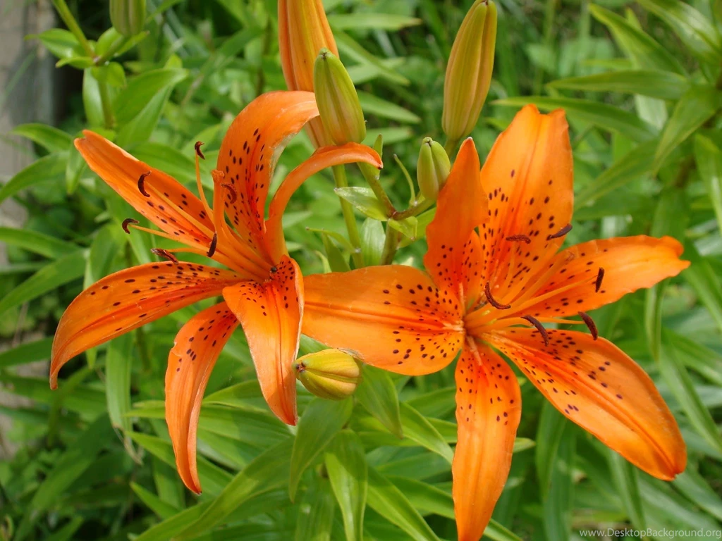 Tiger Lily Flower HD Wallpapers
