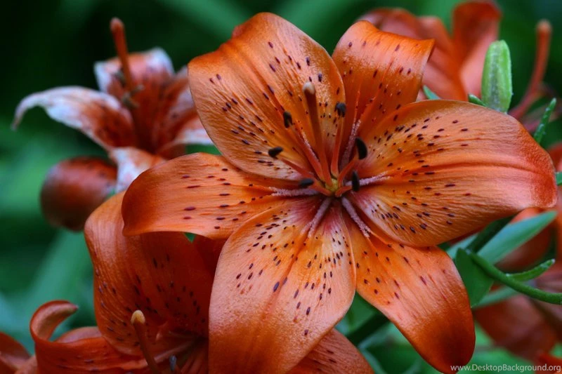 Tiger_lily_flower_meaning.jpg