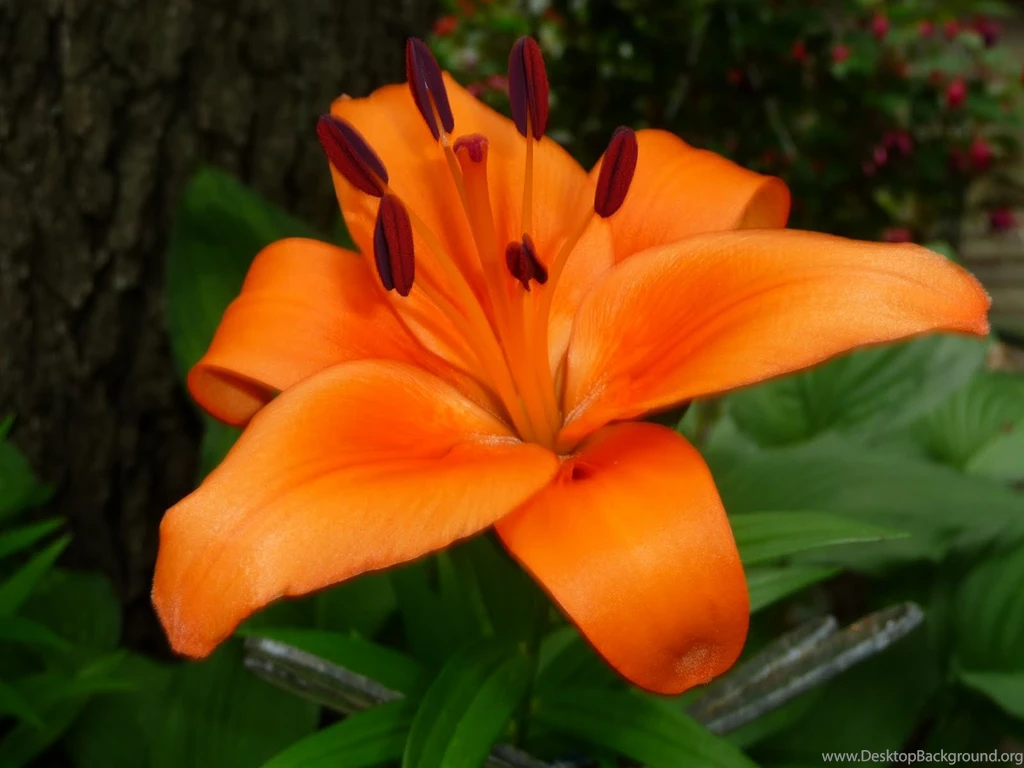Tiger Lily Flower HD Wallpapers