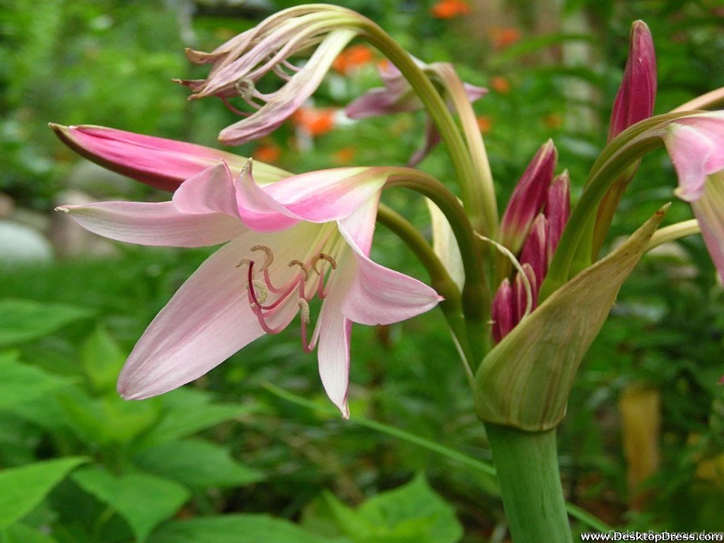Desktop Wallpapers » Flowers Backgrounds » Tiger Lily » Www ...
