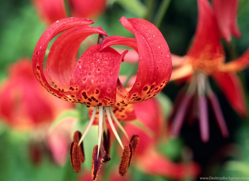 Tiger Lily Desktop Wallpapers HD Wallpaper Backgrounds Of Your ...