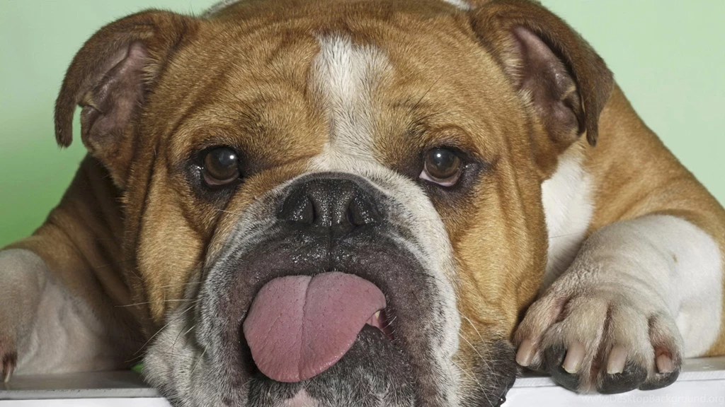Bulldog Wallpapers HD
