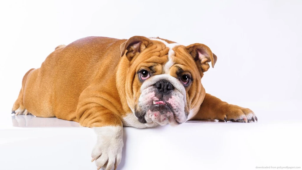Download 1366x768 Lazy English Bulldog Wallpapers
