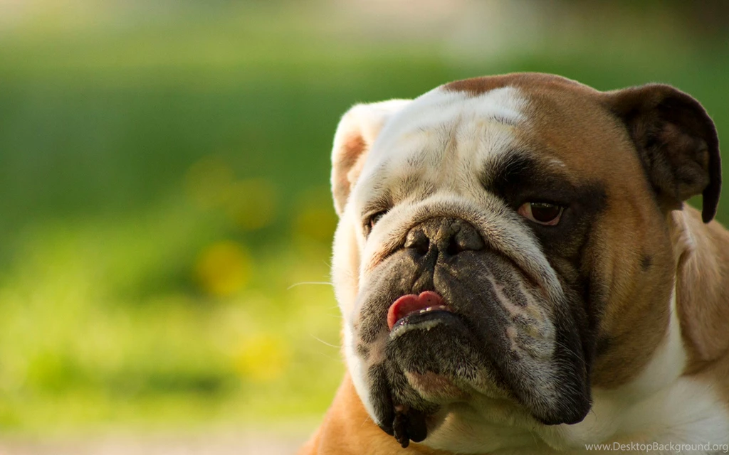 Old English Bulldog Wallpapers High Resolution And Quality Download