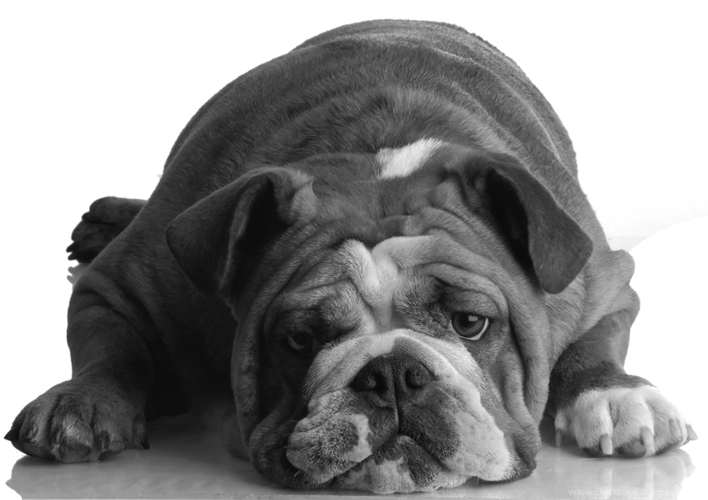 Dogs Grayscale English Bulldog