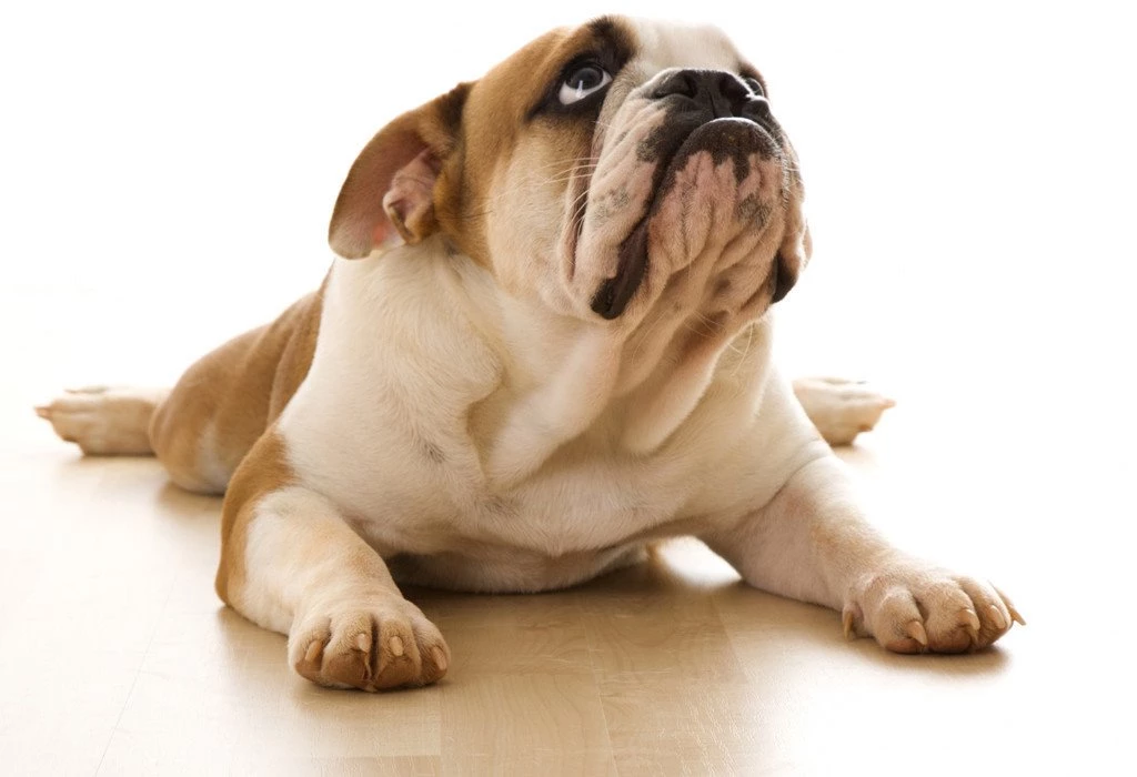 English Bulldog Wallpapers Desktop Backgrounds For Free Hd ...