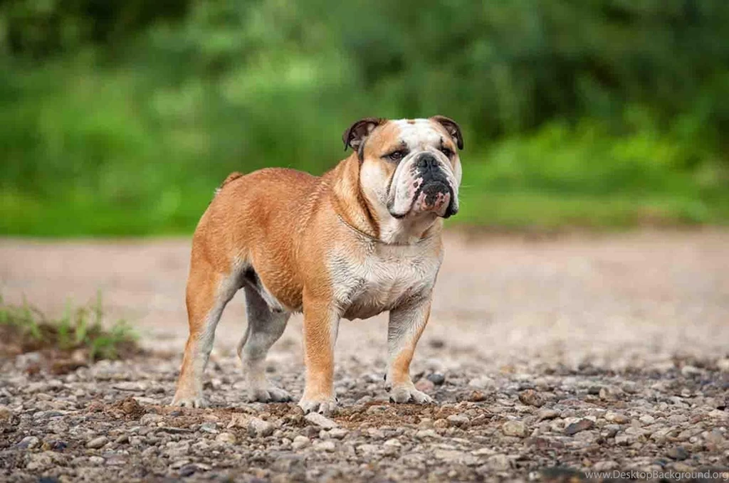 English Bulldog Wallpapers Android Apps On Google Play
