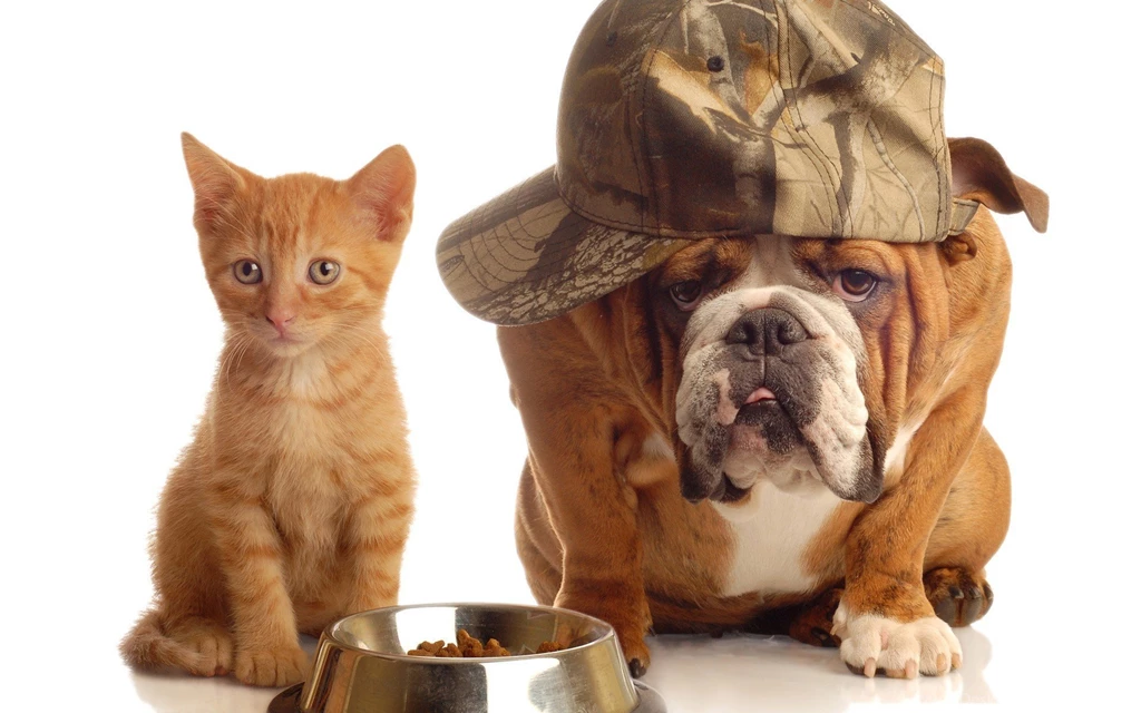 Cats Animals Dogs Bulldog English Bulldog Wallpapers