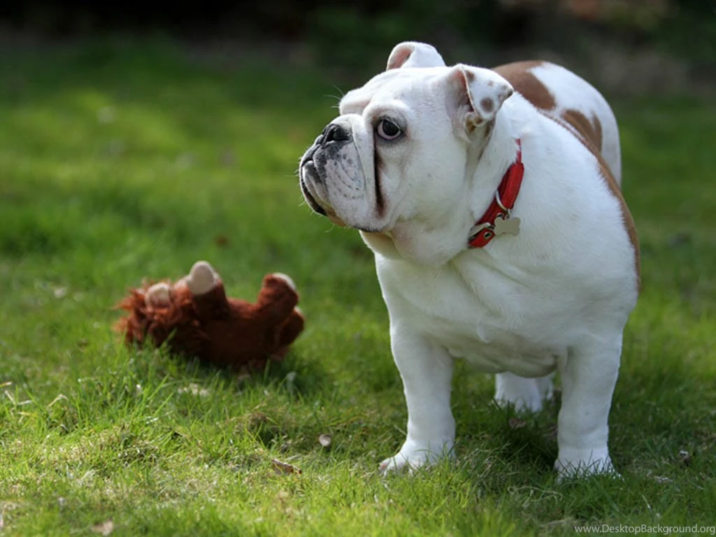 English Bulldog Wallpapers Desktop Backgrounds For Free Hd ...