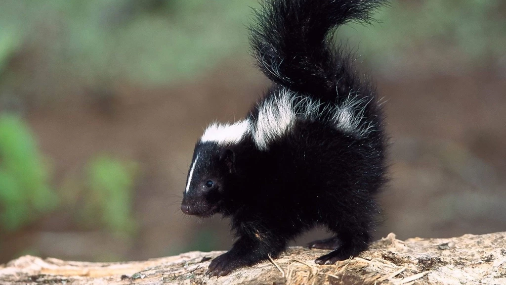 Download Wallpapers 2048x1152 Skunk, Baby, Saw Dust, Surface HD HD ...