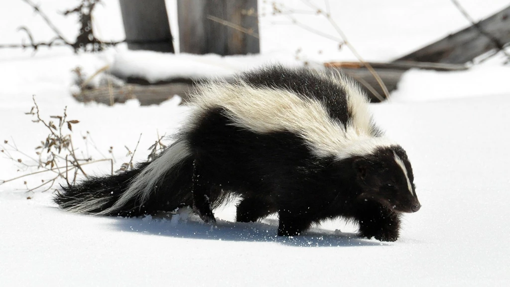 Download Wallpapers 1920x1080 Skunk, Snow, Trail, Walk Full HD ...