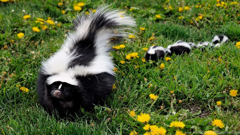 13 Quality Skunk Wallpapers, Animals