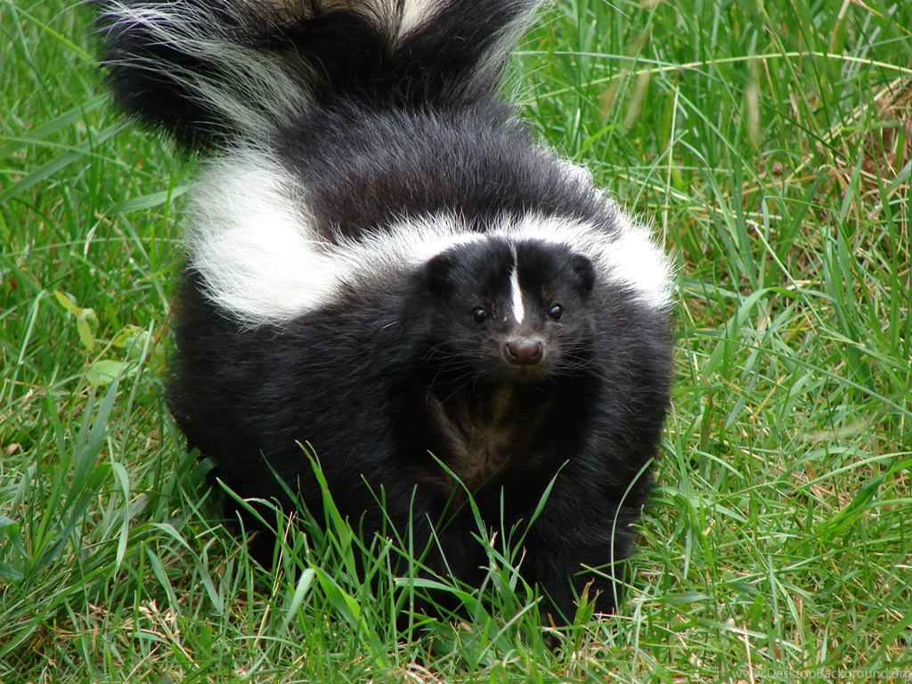 13 Quality Skunk Wallpapers, Animals